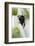 Wild Bee on Snowdrop, Close-Up-Andreas Keil-Framed Photographic Print