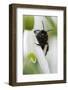 Wild Bee on Snowdrop, Close-Up-Andreas Keil-Framed Photographic Print