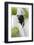 Wild Bee on Snowdrop, Close-Up-Andreas Keil-Framed Photographic Print