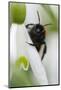 Wild Bee on Snowdrop, Close-Up-Andreas Keil-Mounted Photographic Print