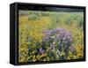 Wild Bergamot, Black Eyed Susans, Michigan, USA-Adam Jones-Framed Stretched Canvas