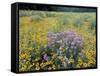 Wild Bergamot, Black Eyed Susans, Michigan, USA-Adam Jones-Framed Stretched Canvas