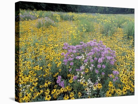 Wild Bergamot, Black Eyed Susans, Michigan, USA-Adam Jones-Stretched Canvas