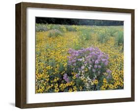 Wild Bergamot, Black Eyed Susans, Michigan, USA-Adam Jones-Framed Premium Photographic Print