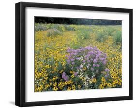 Wild Bergamot, Black Eyed Susans, Michigan, USA-Adam Jones-Framed Premium Photographic Print