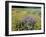 Wild Bergamot, Black Eyed Susans, Michigan, USA-Adam Jones-Framed Premium Photographic Print