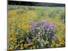 Wild Bergamot, Black Eyed Susans, Michigan, USA-Adam Jones-Mounted Photographic Print