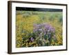 Wild Bergamot, Black Eyed Susans, Michigan, USA-Adam Jones-Framed Photographic Print