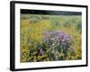 Wild Bergamot, Black Eyed Susans, Michigan, USA-Adam Jones-Framed Photographic Print