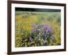 Wild Bergamot, Black Eyed Susans, Michigan, USA-Adam Jones-Framed Photographic Print