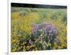 Wild Bergamot, Black Eyed Susans, Michigan, USA-Adam Jones-Framed Photographic Print