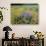 Wild Bergamot, Black Eyed Susans, Michigan, USA-Adam Jones-Photographic Print displayed on a wall