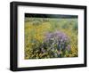 Wild Bergamot, Black Eyed Susans, Michigan, USA-Adam Jones-Framed Photographic Print