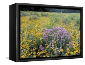 Wild Bergamot, Black Eyed Susans, Michigan, USA-Adam Jones-Framed Stretched Canvas