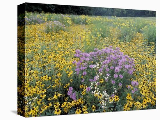 Wild Bergamot, Black Eyed Susans, Michigan, USA-Adam Jones-Stretched Canvas