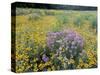 Wild Bergamot, Black Eyed Susans, Michigan, USA-Adam Jones-Stretched Canvas