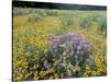 Wild Bergamot, Black Eyed Susans, Michigan, USA-Adam Jones-Stretched Canvas