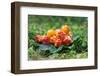 Wild Berries (Cloudberry) on A Green Vegetative Background in Wood-blinow61-Framed Photographic Print