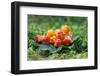 Wild Berries (Cloudberry) on A Green Vegetative Background in Wood-blinow61-Framed Photographic Print