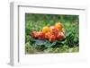 Wild Berries (Cloudberry) on A Green Vegetative Background in Wood-blinow61-Framed Photographic Print