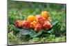 Wild Berries (Cloudberry) on A Green Vegetative Background in Wood-blinow61-Mounted Photographic Print