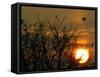 Wild Birds Fly Over the Lake of Mikri Volvi During the Sunset-null-Framed Stretched Canvas