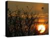 Wild Birds Fly Over the Lake of Mikri Volvi During the Sunset-null-Stretched Canvas