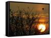 Wild Birds Fly Over the Lake of Mikri Volvi During the Sunset-null-Framed Stretched Canvas