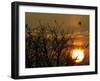 Wild Birds Fly Over the Lake of Mikri Volvi During the Sunset-null-Framed Photographic Print