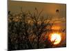 Wild Birds Fly Over the Lake of Mikri Volvi During the Sunset-null-Mounted Photographic Print