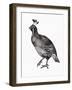 Wild Birds II-Maria Mendez-Framed Giclee Print