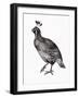 Wild Birds II-Maria Mendez-Framed Giclee Print