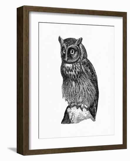 Wild Birds IV-Maria Mendez-Framed Giclee Print