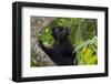 Wild black lemur, male, Eulemur macaco. Madagascar, Nosy Be, Big Island.-Cindy Miller Hopkins-Framed Photographic Print