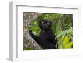 Wild black lemur, male, Eulemur macaco. Madagascar, Nosy Be, Big Island.-Cindy Miller Hopkins-Framed Photographic Print