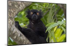 Wild black lemur, male, Eulemur macaco. Madagascar, Nosy Be, Big Island.-Cindy Miller Hopkins-Mounted Photographic Print