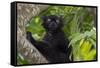 Wild black lemur, male, Eulemur macaco. Madagascar, Nosy Be, Big Island.-Cindy Miller Hopkins-Framed Stretched Canvas