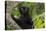 Wild black lemur, male, Eulemur macaco. Madagascar, Nosy Be, Big Island.-Cindy Miller Hopkins-Stretched Canvas