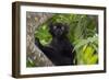 Wild black lemur, male, Eulemur macaco. Madagascar, Nosy Be, Big Island.-Cindy Miller Hopkins-Framed Photographic Print