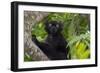 Wild black lemur, male, Eulemur macaco. Madagascar, Nosy Be, Big Island.-Cindy Miller Hopkins-Framed Photographic Print