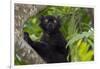 Wild black lemur, male, Eulemur macaco. Madagascar, Nosy Be, Big Island.-Cindy Miller Hopkins-Framed Photographic Print