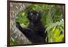 Wild black lemur, male, Eulemur macaco. Madagascar, Nosy Be, Big Island.-Cindy Miller Hopkins-Framed Photographic Print