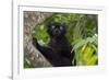 Wild black lemur, male, Eulemur macaco. Madagascar, Nosy Be, Big Island.-Cindy Miller Hopkins-Framed Photographic Print