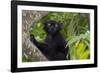 Wild black lemur, male, Eulemur macaco. Madagascar, Nosy Be, Big Island.-Cindy Miller Hopkins-Framed Photographic Print