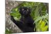 Wild black lemur, male, Eulemur macaco. Madagascar, Nosy Be, Big Island.-Cindy Miller Hopkins-Mounted Photographic Print