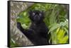 Wild black lemur, male, Eulemur macaco. Madagascar, Nosy Be, Big Island.-Cindy Miller Hopkins-Framed Stretched Canvas