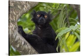 Wild black lemur, male, Eulemur macaco. Madagascar, Nosy Be, Big Island.-Cindy Miller Hopkins-Stretched Canvas