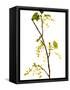 Wild Blackcurrant in Flower, April, Angus, Scotland, UK-Niall Benvie-Framed Stretched Canvas