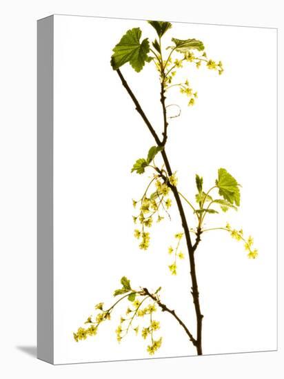 Wild Blackcurrant in Flower, April, Angus, Scotland, UK-Niall Benvie-Stretched Canvas