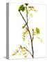 Wild Blackcurrant in Flower, April, Angus, Scotland, UK-Niall Benvie-Stretched Canvas